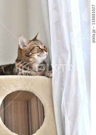 キャットタワーの猫アメリカンショートヘアブラウンパッチドタビー 138881027