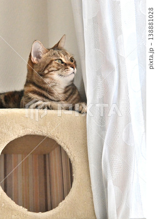 キャットタワーの猫アメリカンショートヘアブラウンパッチドタビー キャットタワーの猫アメリカンショートヘアブラウンパッチドタビー 138881028