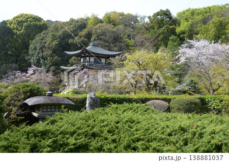 春の観修寺 書院南庭と観音堂 京都市山科区勧修寺仁王堂町 春の観修寺 書院南庭と観音堂 京都市山科区勧修寺仁王堂町 138881037