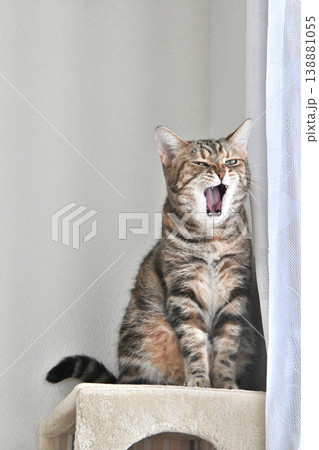ねこのいる窓際の風景 138881055