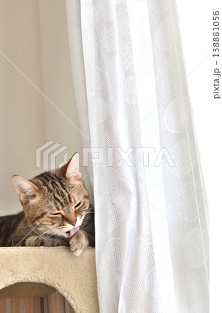 ねこのいる窓際の風景 138881056