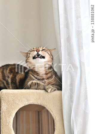 ねこのいる窓際の風景 138881062
