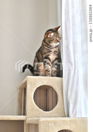 ねこのいる窓際の風景 138881064