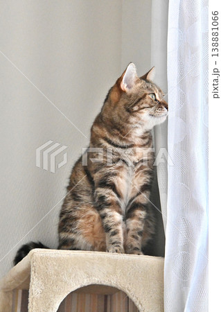 ねこのいる窓際の風景 ねこのいる窓際の風景 138881066