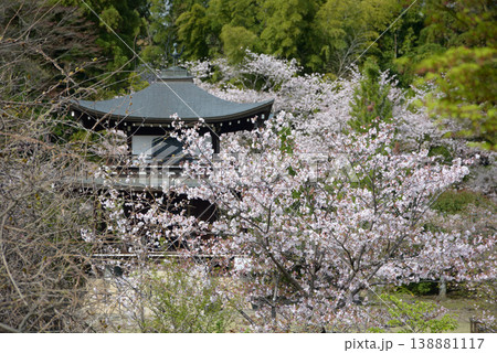春の観修寺 観音堂 京都市山科区勧修寺仁王堂町 春の観修寺 観音堂 京都市山科区勧修寺仁王堂町 138881117