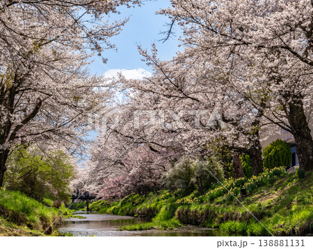 桜のある風景 忍野村　新名庄川の桜 138881131