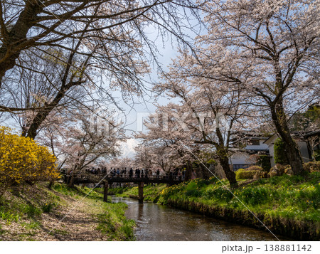 桜のある風景　忍野村　新名庄川の桜 138881142
