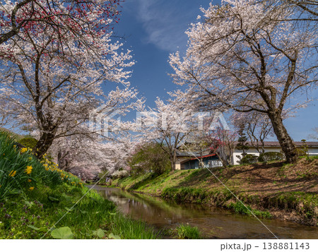 桜のある風景　忍野村　新名庄川の桜 138881143