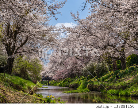 桜のある風景 忍野村 新名庄川の桜 桜のある風景 忍野村 新名庄川の桜 138881150