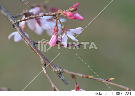 桜咲く 138881221