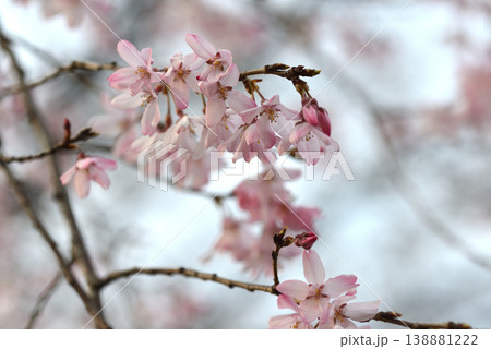 桜咲く 桜咲く 138881222