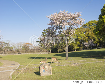 春の青空に映える一本桜と、芝生でくつろぐ奈良公園の鹿 春の青空に映える一本桜と、芝生でくつろぐ奈良公園の鹿 138881313