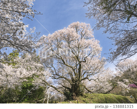 悠久の時を刻む春の主、仏隆寺・千年桜の圧倒的な枝ぶり 138881315