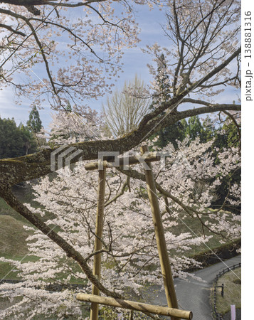 悠久の時を紡ぐ、仏隆寺の千年桜と春の光 悠久の時を紡ぐ、仏隆寺の千年桜と春の光 138881316