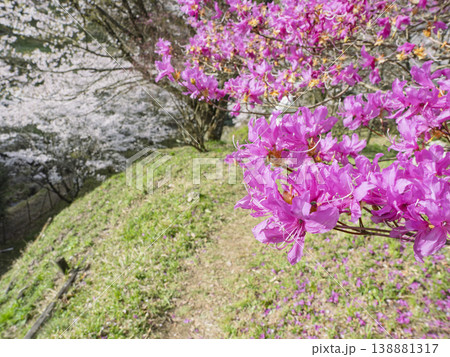 鮮やかな春。ツツジと桜が導く光の散歩道 鮮やかな春。ツツジと桜が導く光の散歩道 138881317
