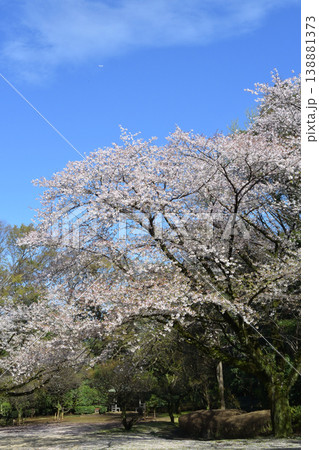 戸定ヶ丘歴史公園にて満開の桜 戸定ヶ丘歴史公園にて満開の桜 138881373