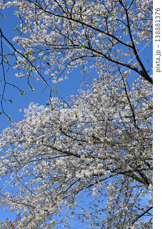 桜、戸定ヶ丘歴史公園 桜、戸定ヶ丘歴史公園 138881376
