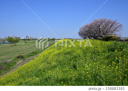 江戸川堤(千葉県松戸市矢切付近)菜の花と桜 江戸川堤(千葉県松戸市矢切付近)菜の花と桜 138881381