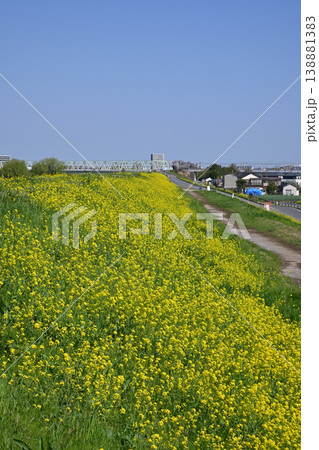 江戸川堤(千葉県松戸市矢切付近) 江戸川堤(千葉県松戸市矢切付近) 138881383
