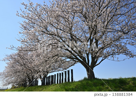 江戸川堤（千葉県松戸市矢切付近）川の一里塚 138881384