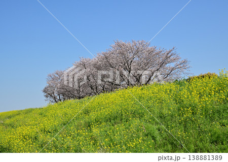 江戸川堤(千葉県松戸市矢切付近)菜の花と桜 江戸川堤(千葉県松戸市矢切付近)菜の花と桜 138881389