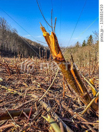 Close-up of a shattered sapling in a deforested area. The ground is covered with chopped wood debris under a clear blue sky with power lines. High quality photo Close-up of a shattered sapling in a deforested area. The ground is covered with chopped wood debris under a clear blue sky with power lines. High quality photo 138881410