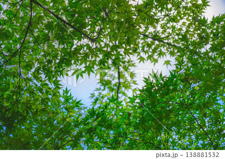 Kyoto, Japan - Oct 11 2024, panoramic view of the clear blue sky through the green foliage of the Japanese maple tree, Kyoto, Japan Kyoto, Japan - Oct 11 2024, panoramic view of the clear blue sky through the green foliage of the Japanese maple tree, Kyoto, Japan 138881532
