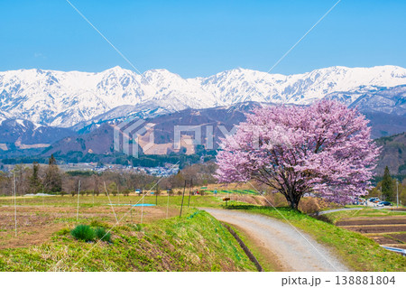 野平の一本桜 野平の一本桜 138881804