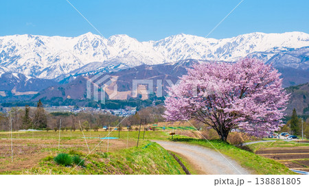 野平の一本桜 138881805