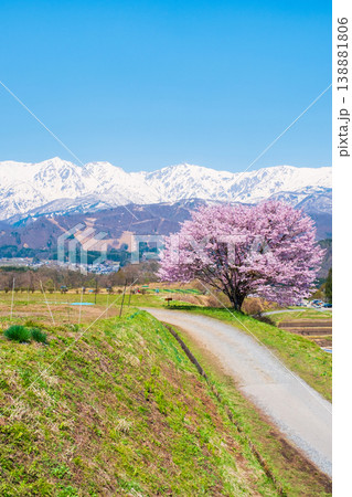野平の一本桜 138881806