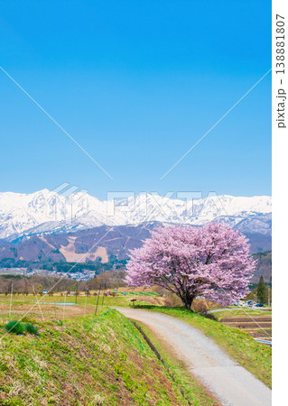 野平の一本桜 138881807