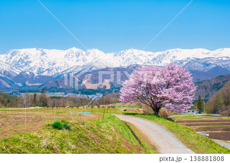 野平の一本桜 野平の一本桜 138881808