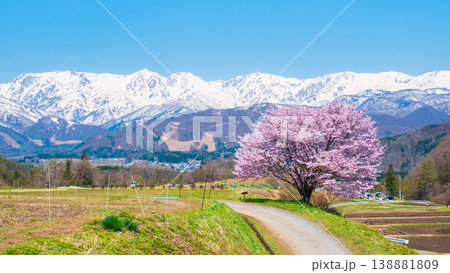 野平の一本桜 138881809