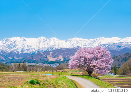 野平の一本桜 野平の一本桜 138881810