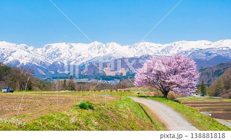 野平の一本桜 野平の一本桜 138881818