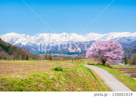 野平の一本桜 野平の一本桜 138881819