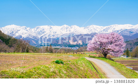 野平の一本桜 野平の一本桜 138881820