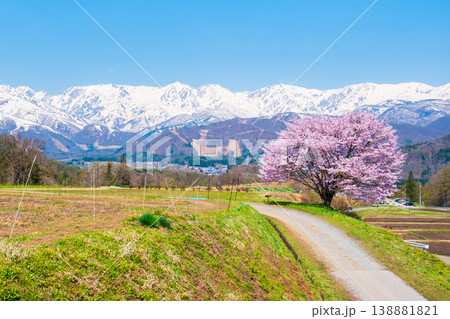 野平の一本桜 野平の一本桜 138881821