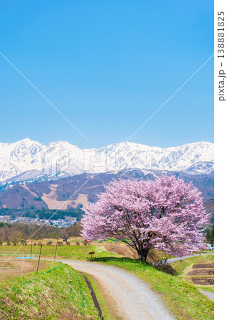 野平の一本桜 138881825