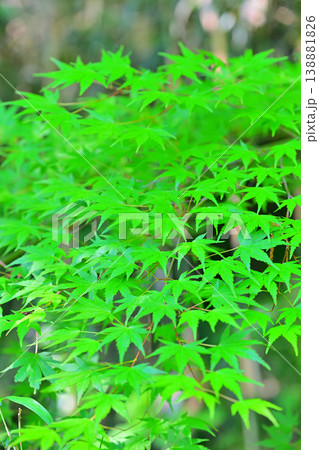 モミジの若葉　新緑の季節　　 138881826