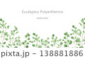 水彩で描いたユーカリポポラスのフレーム 138881886