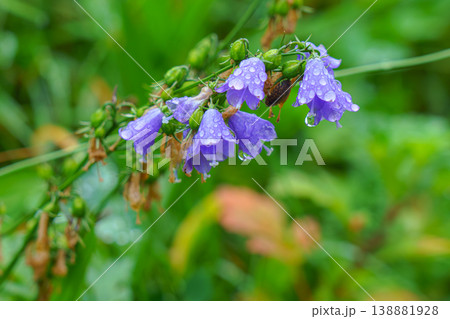 A close-up view of the purple buds of a blooming bellflower with dew droplets on it, the background is blurred, Muroran, Japan A close-up view of the purple buds of a blooming bellflower with dew droplets on it, the background is blurred, Muroran, Japan 138881928