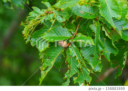 close up view of the foliage of an oak tree covered with water droplets with acorns growing on the leaves, Muroran, Hokkaido 138881930