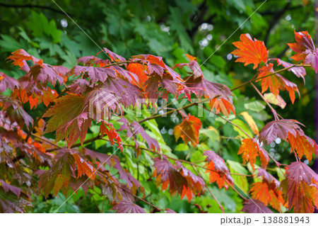 Muroran, Hokkaido, Japan - Oct 4 2024, A close-up view of the reddened foliage of a Japanese maple tree, with a blurred background, at daytime, Muroran, Japan 138881943