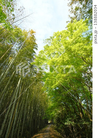 名鉄三河線廃線跡風景 旧三河広瀬駅の青もみじ 138882034