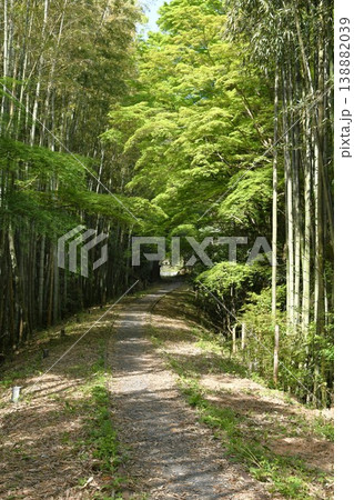 名鉄三河線廃線跡風景 旧三河広瀬駅の青もみじ 名鉄三河線廃線跡風景 旧三河広瀬駅の青もみじ 138882039