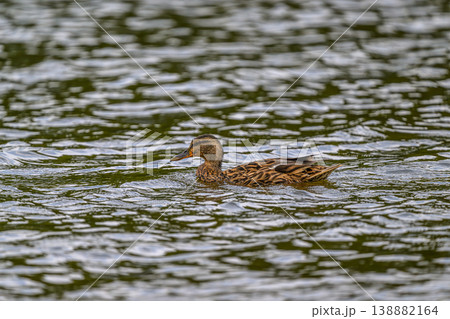 湖のカモ 湖のカモ 138882164
