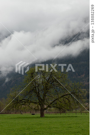 Vertical view of lone tree under low clouds on mountain slope Vertical view of lone tree under low clouds on mountain slope 138882269