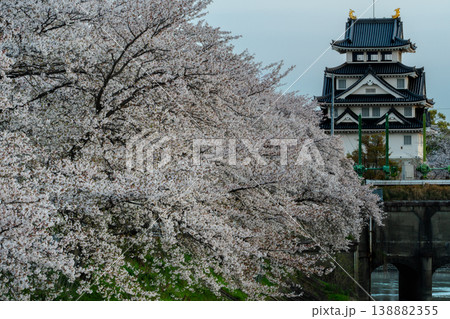 桜に彩られた春の墨俣一夜城 2026 桜に彩られた春の墨俣一夜城 2026 138882355