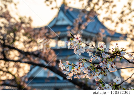 桜に彩られた春の墨俣一夜城 2026 138882365